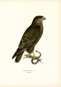 Eurasian Buzzard (färg litho) av Magnus Ferdinand and Wilhelm von Wright