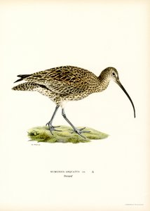 Curlew (färg litho) av Magnus Ferdinand and Wilhelm von Wright