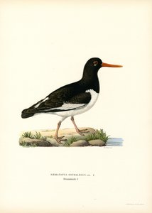 Eurasian Oystercatcher (färg litho) av Magnus Ferdinand and Wilhelm von Wright