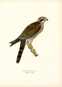 Sparrowhawk (färg litho) av Magnus Ferdinand and Wilhelm von Wright