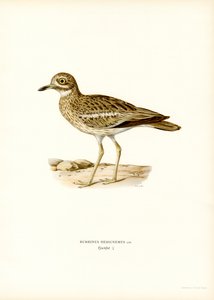 Eurasisk stenslinga (färg litho) av Magnus Ferdinand and Wilhelm von Wright