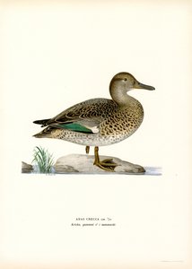 kricka (färg litho) av Magnus Ferdinand and Wilhelm von Wright