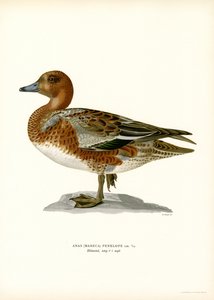 Eurasian Wigeon (färg litho) av Magnus Ferdinand and Wilhelm von Wright