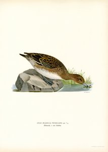 Eurasian Wigeon (färg litho) av Magnus Ferdinand and Wilhelm von Wright