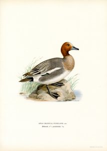 Eurasian Wigeon (färg litho) av Magnus Ferdinand and Wilhelm von Wright