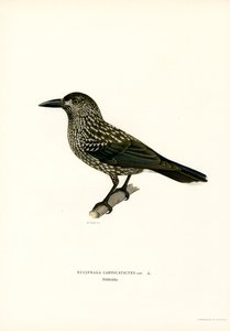 Eurasisk nötknäppare (färg litho) av Magnus Ferdinand and Wilhelm von Wright