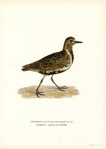 European Golden Plover (färg litho) av Magnus Ferdinand and Wilhelm von Wright