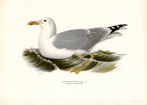 Europeisk sillmås (färg litho) av Magnus Ferdinand and Wilhelm von Wright