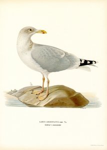 Europeisk sillmås (färg litho) av Magnus Ferdinand and Wilhelm von Wright