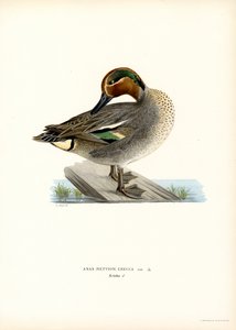 Europeisk kricka (färg litho) av Magnus Ferdinand and Wilhelm von Wright