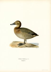 Europeisk pochard (färg litho) av Magnus Ferdinand and Wilhelm von Wright