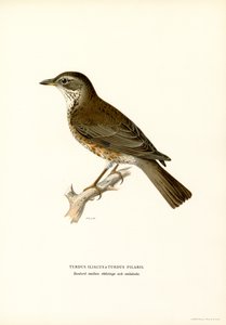 Fieldfare (färg litho) av Magnus Ferdinand and Wilhelm von Wright