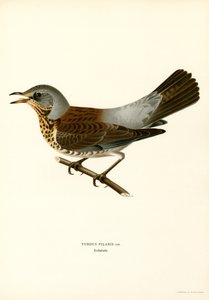 Fieldfare (färg litho) av Magnus Ferdinand and Wilhelm von Wright