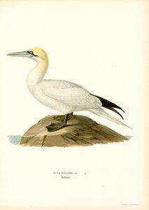 Paradise (Black Litho) av Magnus Ferdinand and Wilhelm von Wright
