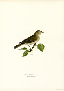 Trädgårdssångare (färg litho) av Magnus Ferdinand and Wilhelm von Wright