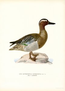 Garganey (färg litho) av Magnus Ferdinand and Wilhelm von Wright