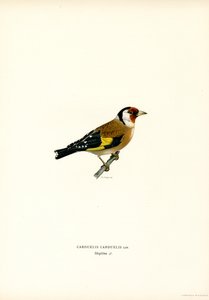 Goldfinch (färg litho) av Magnus Ferdinand and Wilhelm von Wright
