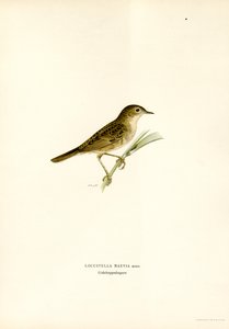 Gräshoppa sångare (färg litho) av Magnus Ferdinand and Wilhelm von Wright