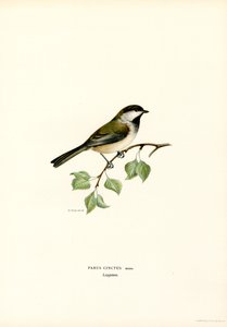 Gråhuvad Chickadee (färg litho) av Magnus Ferdinand and Wilhelm von Wright