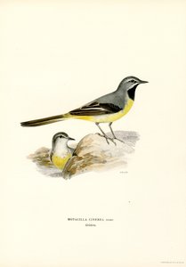 Grå vipstjärt (färg litho) av Magnus Ferdinand and Wilhelm von Wright