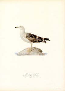 Stor svartryggig mås (färg litho) av Magnus Ferdinand and Wilhelm von Wright