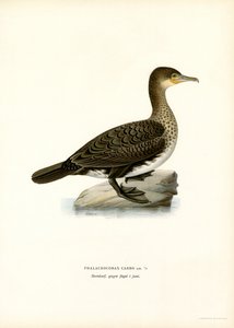 Storskarv (färg litho) av Magnus Ferdinand and Wilhelm von Wright