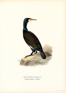 Storskarv (färg litho)