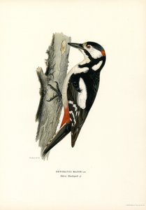 Stor hackspett (färg litho) av Magnus Ferdinand and Wilhelm von Wright