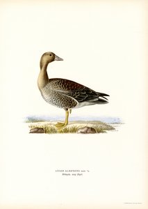 Vitbläsgås (färg litho) av Magnus Ferdinand and Wilhelm von Wright