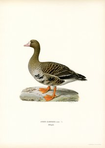 Vitbläsgås (färg litho) av Magnus Ferdinand and Wilhelm von Wright