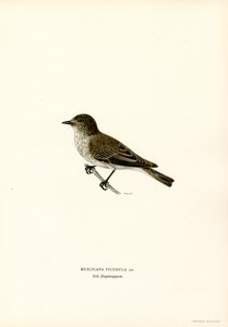 Grå flugsnappare (färg litho) av Magnus Ferdinand and Wilhelm von Wright