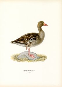 Grågås (färg litho) av Magnus Ferdinand and Wilhelm von Wright