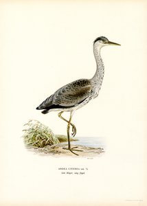 Grey Heron (färg litho) av Magnus Ferdinand and Wilhelm von Wright