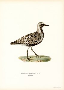 Plover (färg litho) av Magnus Ferdinand and Wilhelm von Wright