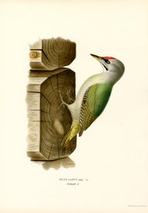 Grå hackspett (färg litho) av Magnus Ferdinand and Wilhelm von Wright