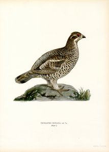 Hassel Grouse (färg litho)