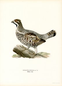 Hassel Grouse (färg litho) av Magnus Ferdinand and Wilhelm von Wright