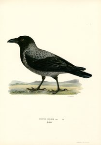 Huvkråka (färg litho) av Magnus Ferdinand and Wilhelm von Wright