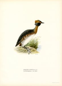 Horned dopping (färg litho) av Magnus Ferdinand and Wilhelm von Wright