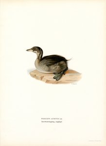 Horned dopping (färg litho) av Magnus Ferdinand and Wilhelm von Wright