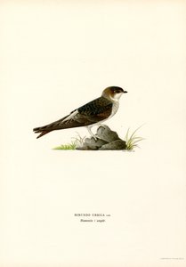 House Martin (färg litho) av Magnus Ferdinand and Wilhelm von Wright