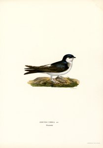 House Martin (färg litho) av Magnus Ferdinand and Wilhelm von Wright