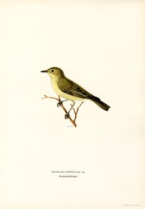 Icterine sångare (färg litho) av Magnus Ferdinand and Wilhelm von Wright