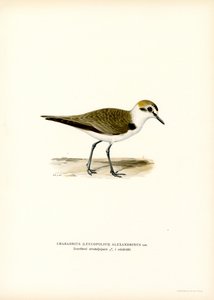 Kentish Plover (färg litho) av Magnus Ferdinand and Wilhelm von Wright