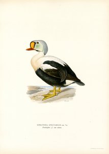 King Duck (färg litho) av Magnus Ferdinand and Wilhelm von Wright