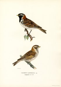 Lapplandsspurv (färg litho) av Magnus Ferdinand and Wilhelm von Wright