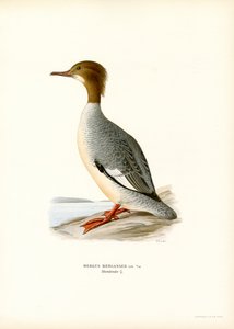 Stor Merganser (färg litho) av Magnus Ferdinand and Wilhelm von Wright