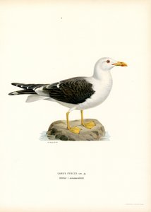 Mindre mås (litho i färg) av Magnus Ferdinand and Wilhelm von Wright