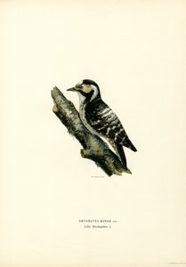 Mindre hackspett (färg litho) av Magnus Ferdinand and Wilhelm von Wright