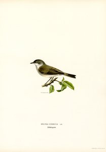 Lesser Whitethroat (färg litho) av Magnus Ferdinand and Wilhelm von Wright